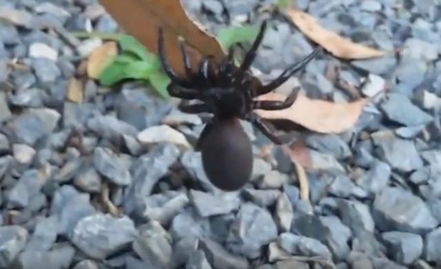 Otrov smrtonosnog australijskog pauka će spasavati živote?